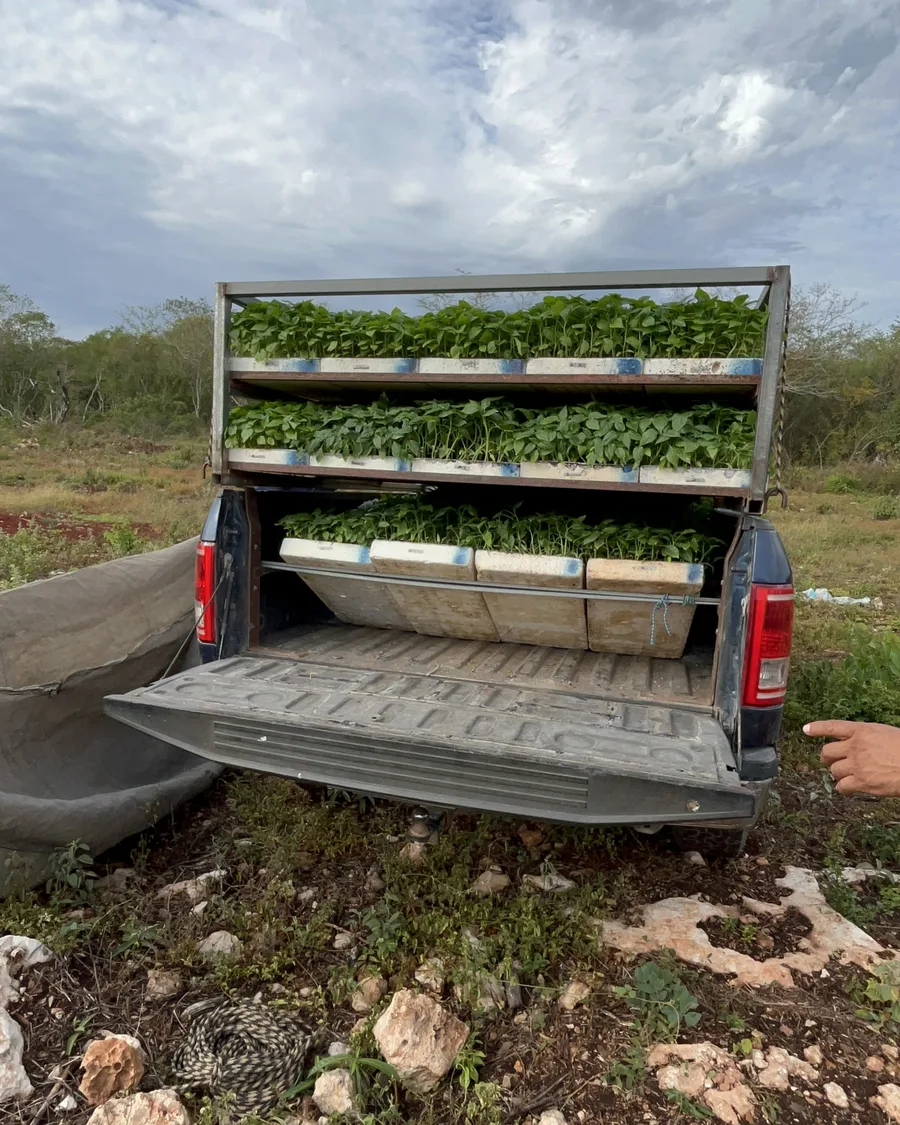 8,000 plants arrive