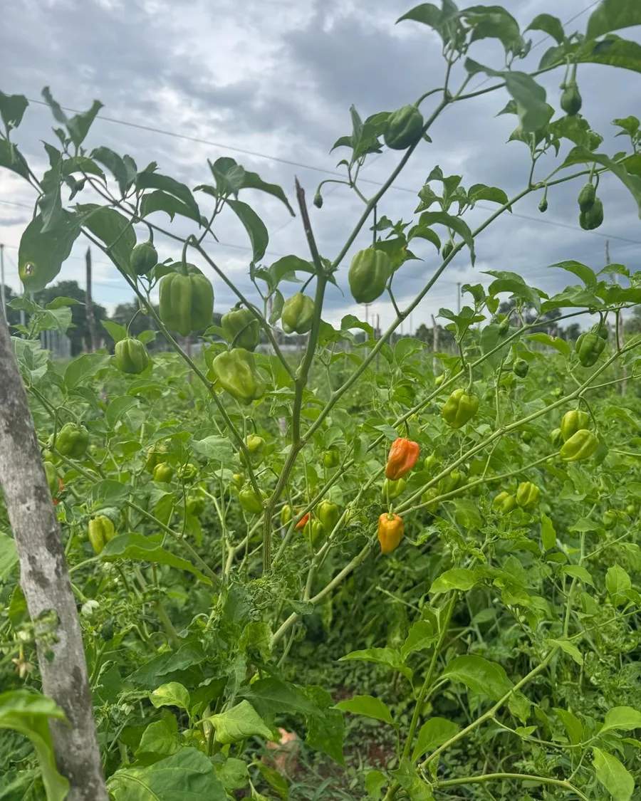 The first fruit